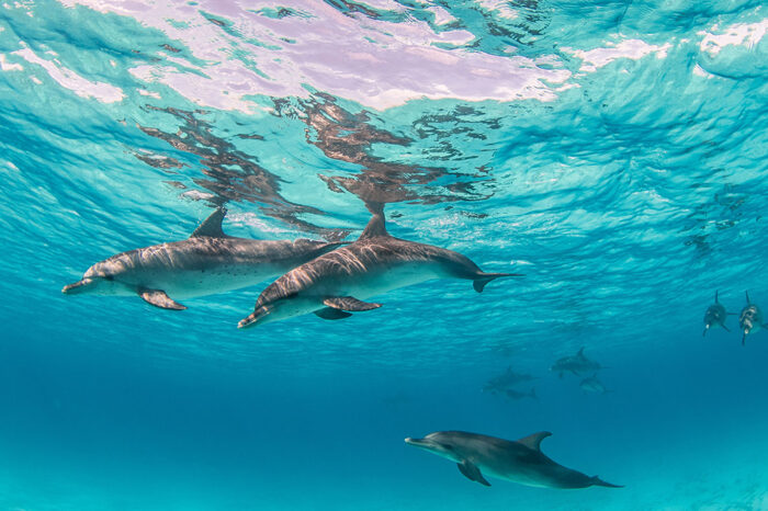 Dolphin House